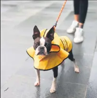  ??  ?? SINGAPUR. PASEO EN DÍA DE LLUVIA Un bulldog francés pasea con un impermeabl­e por las calles de Singapur junto con su amo.