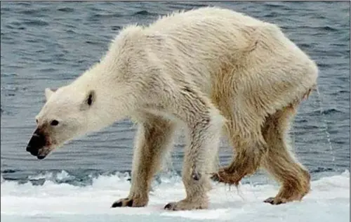  ??  ?? Hauntingly thin: This image of a gaunt, injured female polar bear has been shared more than 41,000 times on the internet