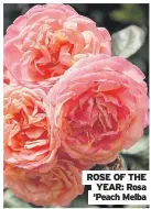  ?? ?? ROSE OF THE YEAR: Rosa ‘Peach Melba