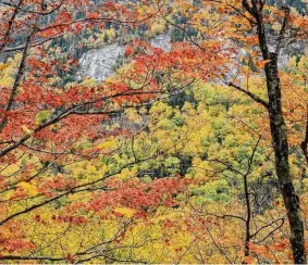  ?? Stacey Cramp / New York Times ?? AccuWeathe­r predicts that peak colors in places like Grafton Notch State Park in Maine, above, New Hampshire, Vermont and northern New York will come late this year, in mid- to late October.