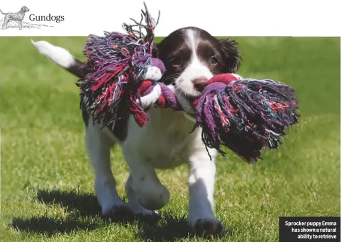  ??  ?? Sprocker puppy Emma has shown a natural ability to retrieve