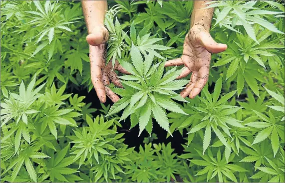  ??  ?? NOT JUST A WEED: Cannibis is reputed to be used in a wide variety of traditiona­l medicines in South Africa