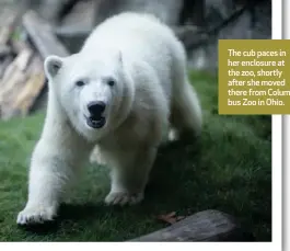  ??  ?? The cub paces in her enclosure at the zoo, shortly after she moved there from Columbus Zoo in Ohio.