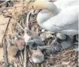  ?? FOTO: HUBERT JUD ?? Um die Vögel nicht zu stören, wird nicht das direkte Umfeld der Tiere bearbeitet, wenn die Stadt die Uferzonen reinigt.