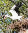  ?? Foto: Gerhard Mayer ?? Fleißig beim Nestbau sind die neuen wil den Störche im Zoo.