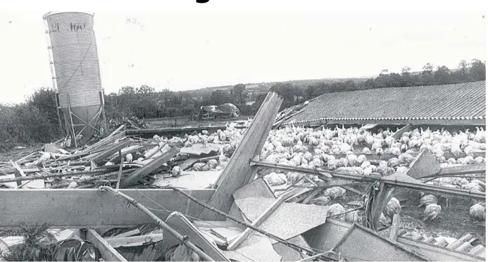 ??  ?? En octobre 1987, ce poulailler de Grâces a été frappé de plein fouet par l’ouragan. La structure a volé en éclats. Elle s’est effondrée sur les 7 500 dindes qui s’y trouvaient. La majorité pourra être sauvée grâce à la solidarité des voisins.
