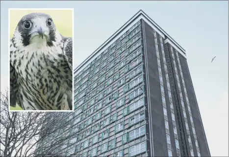  ?? Picture: Mark Bullimore ?? DELAY Plans to demolish Horatia could be postponed after peregrine falcons were found nesting there