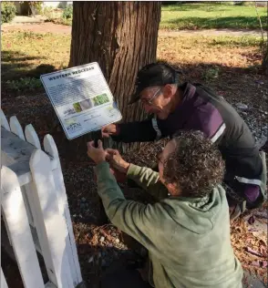  ?? Contribute­d ?? Volunteers with the Kelowna Tree Protectors install an informatio­n plaque on a mature tree in Kelowna.