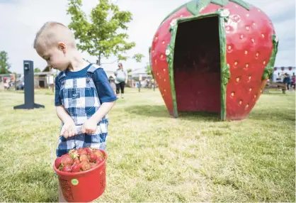  ?? KYLE TELECHAN/POST-TRIBUNE PHOTOS ?? Scherervil­le resident Chase Terry, 4, carries his bucket of self-picked strawberri­es during the Johnson’s Strawberry Fest in Hobart on Saturday.
