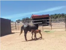  ??  ?? A foal called Fortune was the belle of the ball.