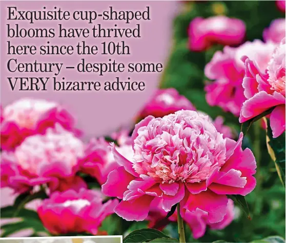  ??  ?? PRETTY AWESOME: Peonies come in an array of colours. Left: The Krinkled White variety