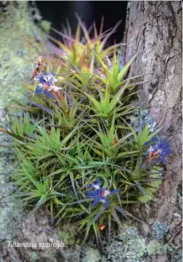  ??  ?? Tillandsia spp/hyb.