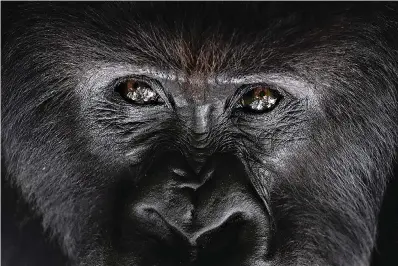  ?? AP Photo/Felipe Dana ?? ■ In this Sept. 2 photo, a silverback mountain gorilla named Segasira looks up as he lies under a tree in the Volcanoes National Park, Rwanda. The late American primatolog­ist Dian Fossey, who began the world’s longest-running gorilla study here in 1967, would likely be surprised any mountain gorillas are left to study. Alarmed by rising rates of poaching and deforestat­ion in central Africa, she predicted the species could go extinct by 2000.