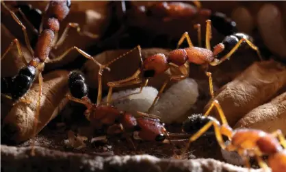  ?? Photograph: Martin Dohrn/naturepl.com ?? Jumping ant (Harpegnath­os saltator) guarding pupae and larvae at the nest.