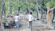  ?? DHEERAJ DHAWAN/HT ?? Villagers chasing down dogs in Sharfapur village in Sitapur, Uttar
■
Pradesh on Wednesday.