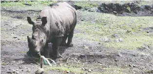  ??  ?? Sumatran Rhinos are among the wild animals, including tigers and elephants, whose existence and well-being are threatened by the deleteriou­s effects on ecotourism and conservati­on occurring as a result of the pandemic.