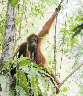  ??  ?? Ein Leben in den Bäumen: Das wird für Orang-Utans auf Borneo immer schwierige­r.