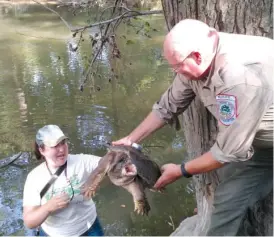  ??  ?? The Forest Preserves of Cook County’s Chris Anchor hands the biggest snapping turtle, equipped with a radio transmitte­r, down to Friends of the Chicago River’s Claire Snyder for release into Thorn Creek.
| DALE BOWMAN/ FOR THE SUN- TIMES