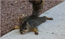  ?? Photograph: Eric Kayne/Getty Images ?? In hot weather, squirrels have been known to sprawl flat on the ground in a position known as a ‘sploot’.