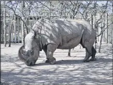  ?? ASSOCIATED PRESS ?? A Kenyan wildlife conservanc­y is teaming up with Tinder for a campaign called “The Most Eligible Bachelor in the World,” focusing on a rhino named Sudan.