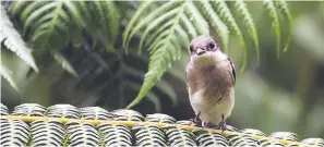  ??  ?? Learn about the beauty of birds at a talk on ‘Bird Watching in Sarawak’.