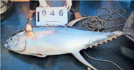  ??  ?? An immature (5 kg) and mature (46 kg) yellowfin tuna caught in 2019