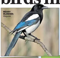  ?? ?? BEaKY
BliNDER: Magpies