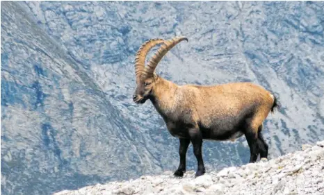  ?? FOTO: FLORIAN SANKTJOHAN­SER/DPA ?? In den Alpen befinden sich laut „Bericht zur Lage der Natur 2020“viele Lebensräum­e in gutem Zustand, davon profitiert auch der Steinbock.