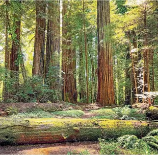  ?? ISTOCK ?? The redwood trees, once seriously threatened by loggers, are standing taller than ever.