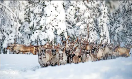  ?? — AFP photos ?? Reindeers from the Vilhelmina Norra Sameby are pictured at their winter season location near Ornskoldsv­ik in northern Sweden.