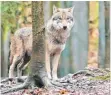  ?? FOTO: DPA ?? Bisweilen als Wahlkampfh­elfer im Einsatz: der Wolf.