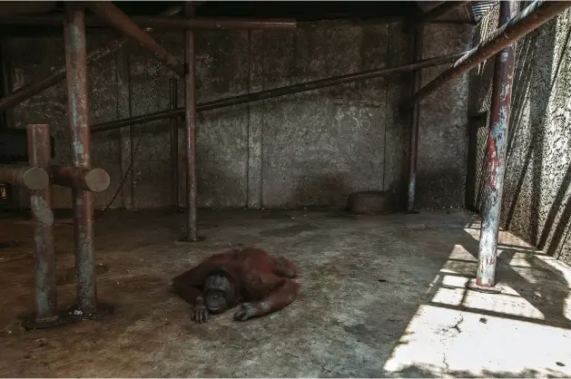  ??  ?? HELL HOLE When documentin­g Thailand’s ‘hell hole’ zoos, Aaron used wide-angle lenses to include the grim conditions, like this orangutan’s enclosure. Thailand’s wildlife tourism industry attracts more than a million visitors every single year