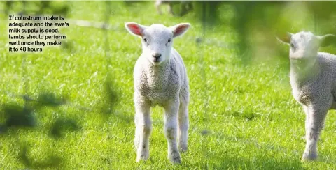  ??  ?? If colostrum intake is adequate and the ewe’s milk supply is good, lambs should perform well once they make it to 48 hours