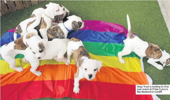  ??  ?? Dogs Trust is holding its first ever event at Pride Cymru’s Big Weekend in Cardiff