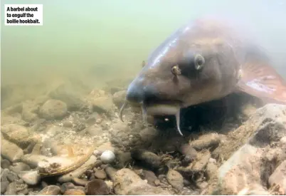  ??  ?? A barbel about to engulf the boilie hookbait.