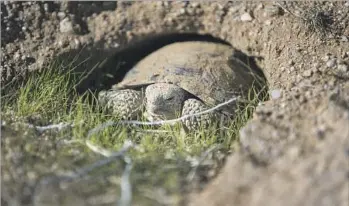  ?? Photograph­s by Gina Ferazzi Los Angeles Times ?? A YOUNG DESERT TORTOISE peeks out of its burrow inside a protective pen at the Marine Corps Air Ground Combat Center in Twentynine Palms, Calif., where the reptiles are threatened by ravens.