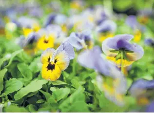  ?? Brian A. Pounds / Hearst Connecticu­t Media ?? Pansies are a favorite snack for deer, but they don’t stop blooming in the coldest part of winter.