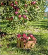  ?? ?? Traditiona­l orchards are in decline