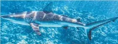  ??  ?? DEADLY: Mat Vickers was attacked by a grey reef shark while snorkellin­g at The Cod Hole, off Lizard Island in January.