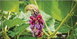  ?? PHOTO: LEE COURSEY/FLICKR/CC BY 2.0 ?? In the late summertime, kudzu vines flower with small purple blossoms, which can be used to flavor jellies, jams, syrups and more.