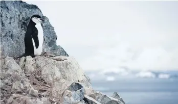  ?? EITAN ABRAMOVICH/AFP/GETTY IMAGES ?? Chinstrap penguins inhabit Orne Harbour in the western Antarctic Peninsula. New rules from the Chinese government for Antarctic tourists include leaving penguins alone.