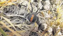  ?? PHOTO: AGRESEARCH ?? Unwelcome . . . A redback spider at Bannockbur­n.