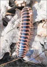  ?? ELLEN NIBALI/FOR THE BALTIMORE SUN ?? The cherry bug is a native millipede that can be several inches long and smells like cherries or almonds when shaken.