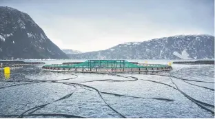  ?? CONTRIBUTE­D PHOTO ?? The salmon aquacultur­e industry in Newfoundla­nd and Labrador currently uses open net pens in the ocean to grow salmon to market size.