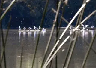  ?? BRITTANY MURRAY – STAFF PHOTOGRAPH­ER ?? Lazing around the lake:
Seagulls sunbathe on a log in the lake at Ken Malloy Harbor Regional Park in Harbor