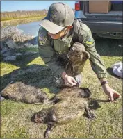  ?? Randall Benton Associated Press ?? GREG GERSTENBER­G, a state wildlife biologist, examines three nutria caught near Gustine, Calif.