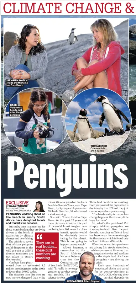  ?? Albert Snyman ?? PENGUIN WATCH Nada and Michaela on Foxy Beach
CARE Volunteers help to look after the penguins
THREATENED Cute seabirds are in danger