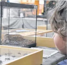  ?? BRENDAN AHERN/THE NEWS ?? Three-year-old Jasper Dillman checks out one of the live scorpions in Highland Square Mall – just one of the creepy crawlers on display all week.