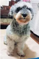  ?? CORTESÍA. ?? Esta es Nikky, la perrita de nueve años de Sofía.