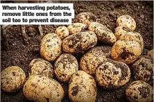  ?? ?? When harvesting potatoes, remove little ones from the soil too to prevent disease